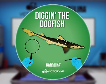 Oculus Quest 游戏《Dissection Simulator: Dogfish Edition》解剖模拟器:角鲨版