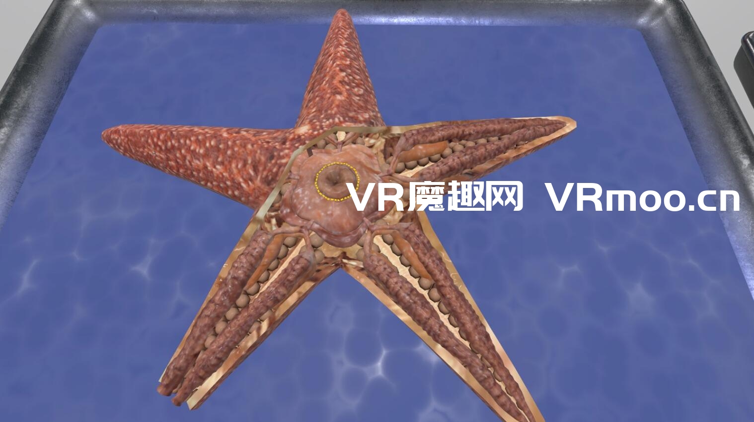 Oculus Quest 游戏《Dissection Simulator: Invertebrate Edition》解剖模拟器:无脊椎动物版
