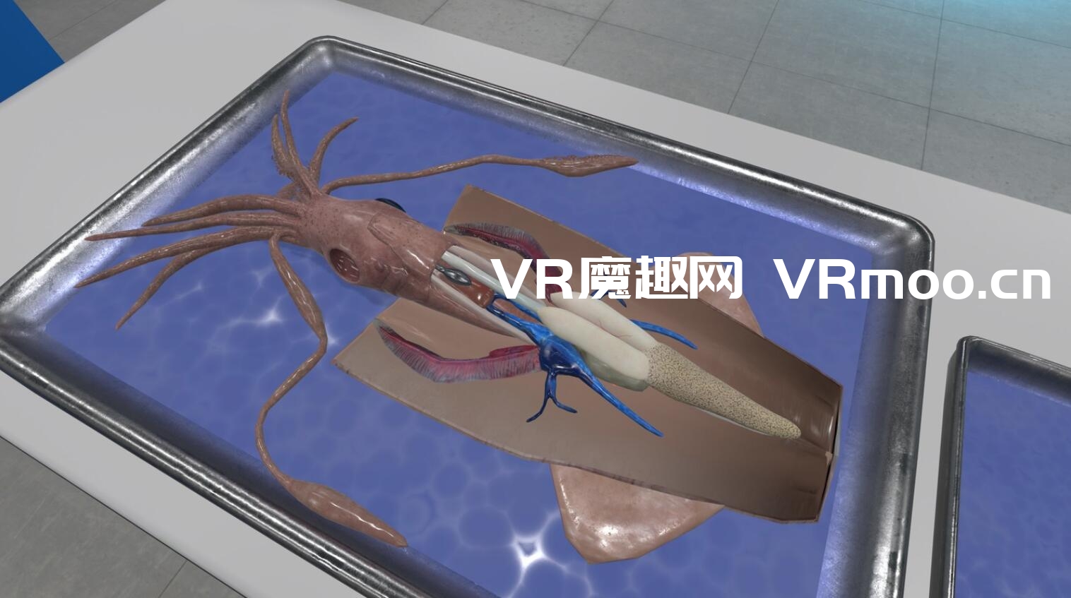 Oculus Quest 游戏《Dissection Simulator: Invertebrate Edition》解剖模拟器:无脊椎动物版