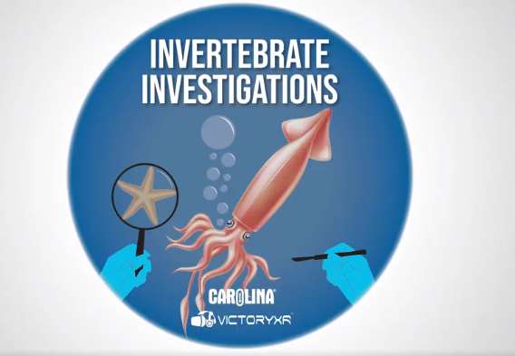 Oculus Quest 游戏《Dissection Simulator: Invertebrate Edition》解剖模拟器：无脊椎动物版