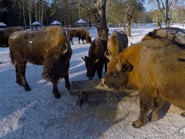 欧洲野牛,布良斯克森林自然保护区